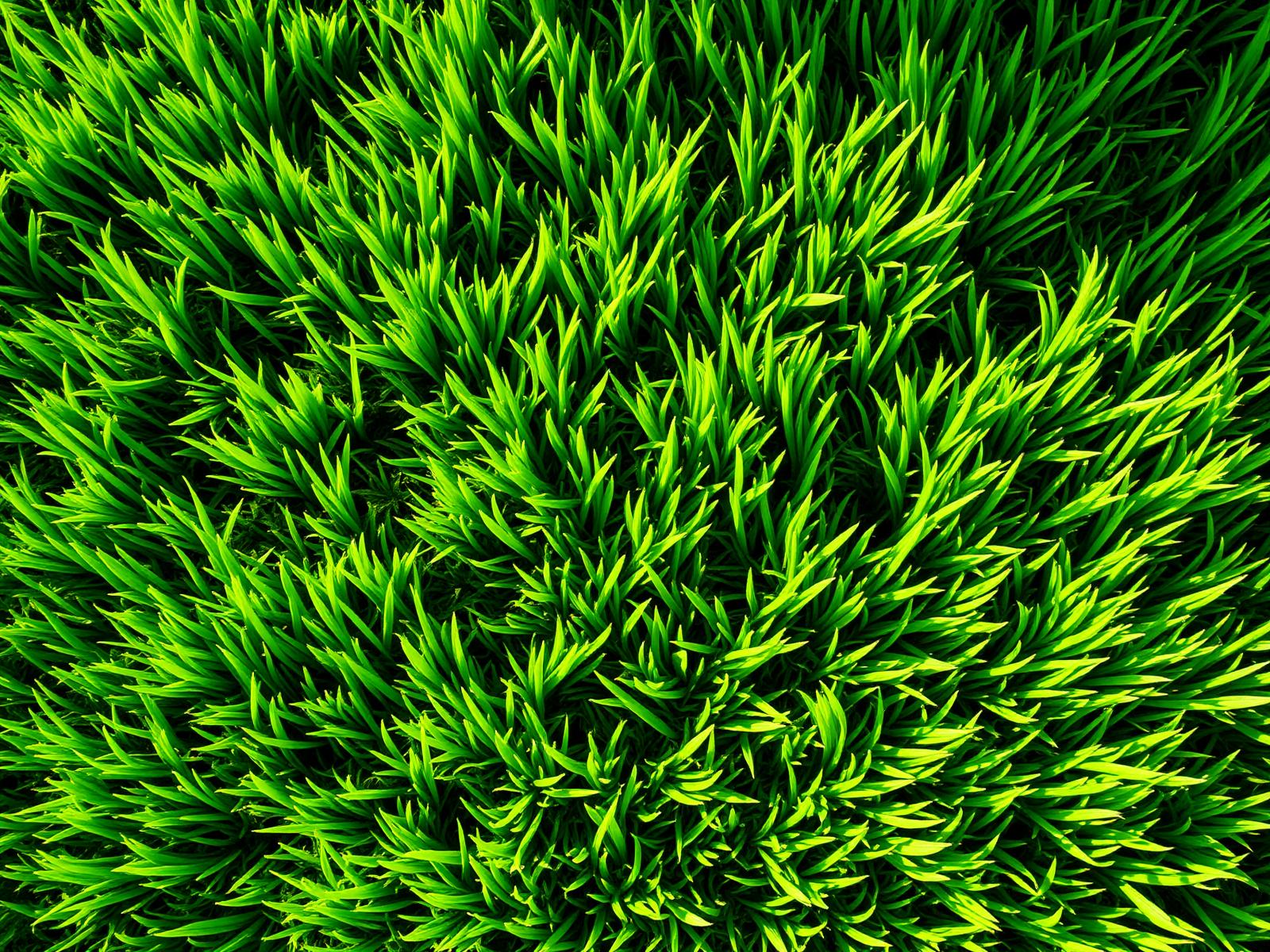Lush healthy green grass lawn